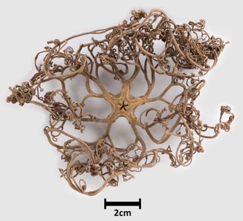 Media type: image;   Invertebrate Zoology OPH-2927 Aspect: ventral